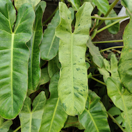 May Flowers Horticulture Installation 47